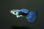 Gup Man Moscow Blue